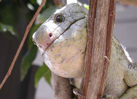 Ponty looks out from a branch. They are nocturnal skinks.
